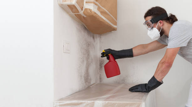 Basement Mold Remediation treatment on basement walls in Portsmouth